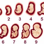 Бременност по Седмици: Всичко за Развитие на Бебето