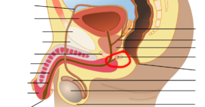 Булбоуретрални жлези: Анатомия, Роля, Функции и Състояния