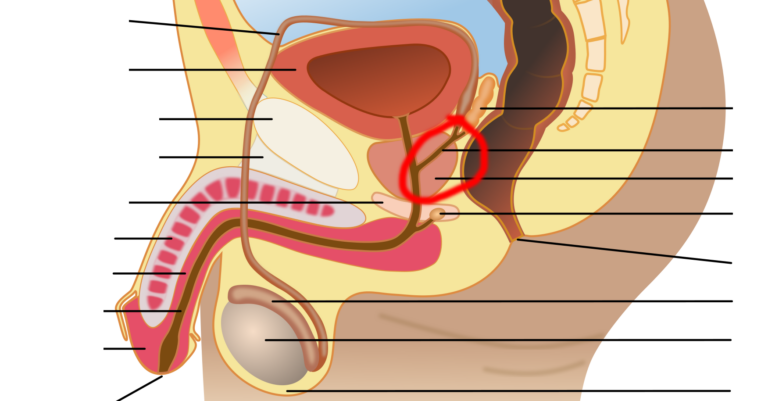 Еякулаторни Канали: Структура, Функции и Здравни Проблеми