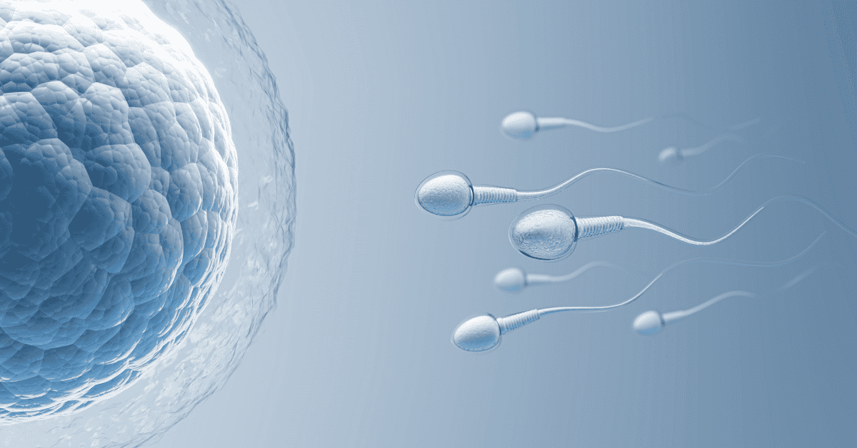 Оплождане на яйцеклетката при човека: Създаване на нов живот