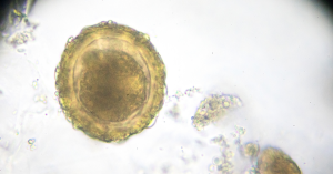 Яйцеклетка: Всичко за основната женска полова клетка